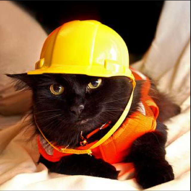 a cat with a construction helmet